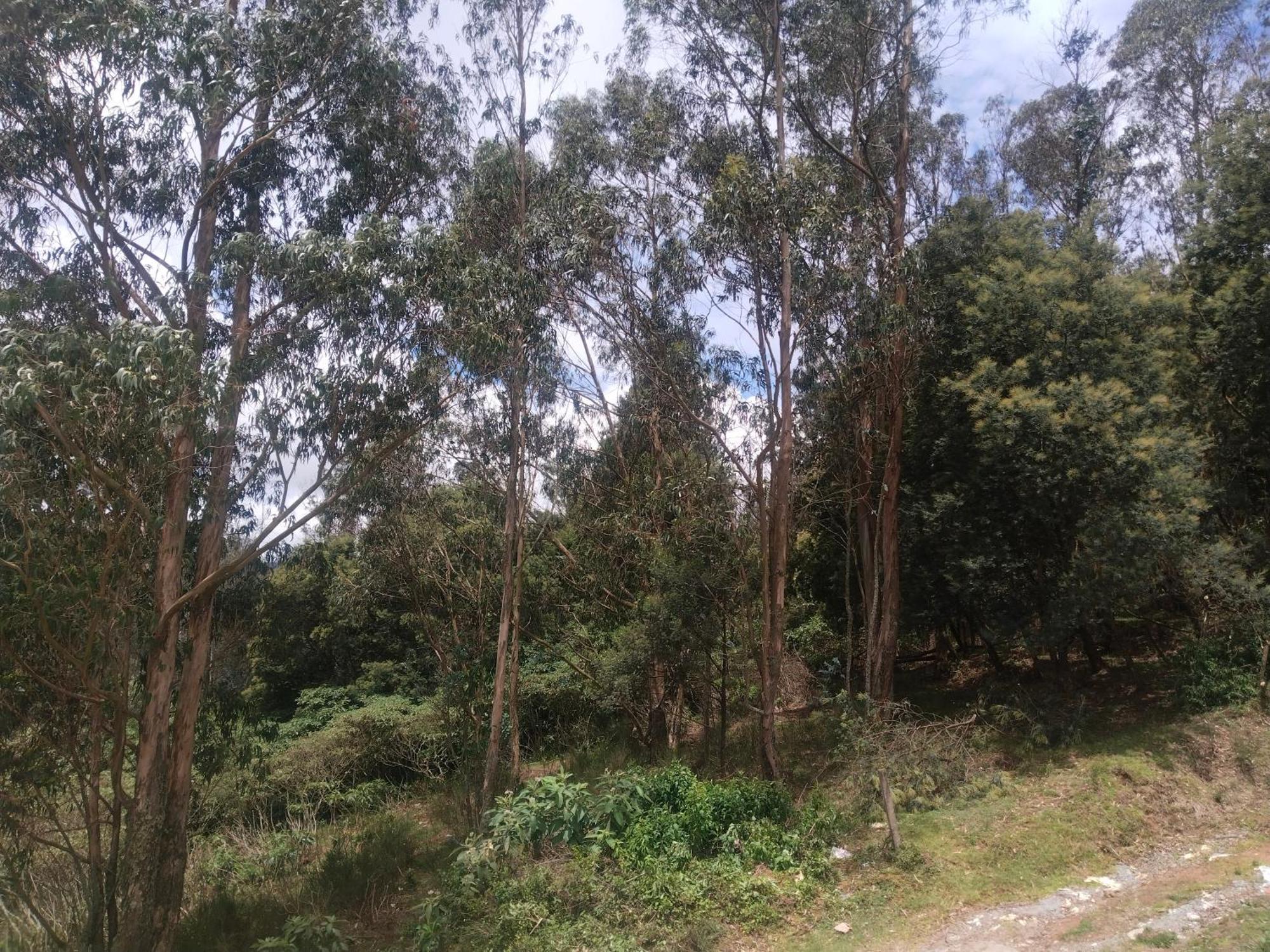 Bs Dreamz Ooty Daire Dış mekan fotoğraf