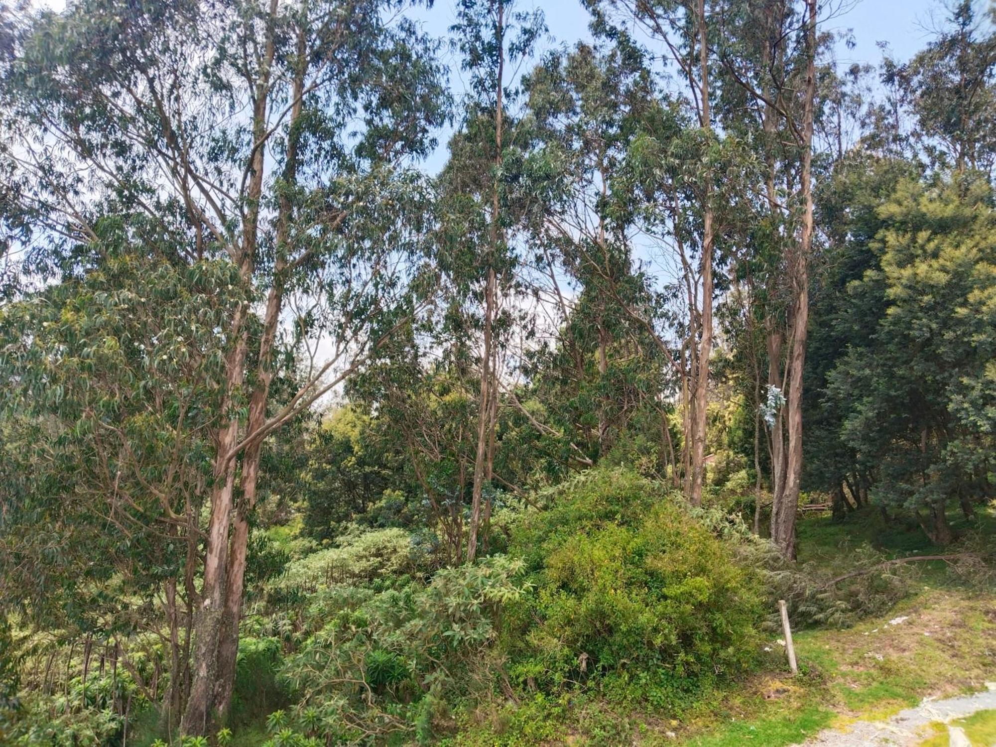 Bs Dreamz Ooty Daire Dış mekan fotoğraf